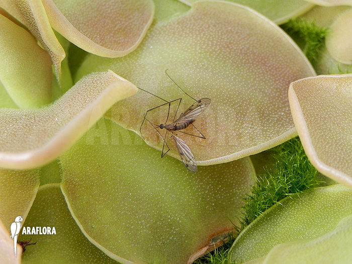 Pinguicula x &lsquo;Weser&rsquo;