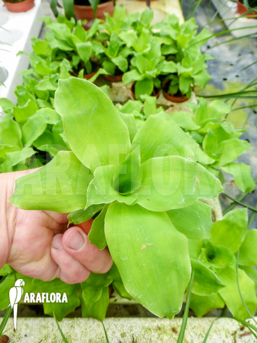 Pitcairnia tabuliformis Starter