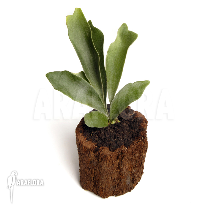 Platycerium bifurcatum