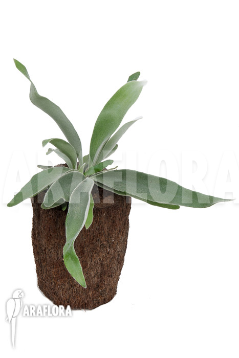 Platycerium veitchii &lsquo;M&rsquo;