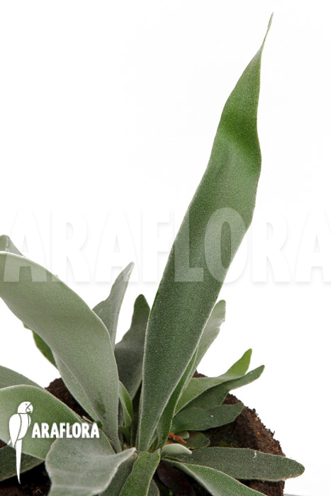 Platycerium veitchii &lsquo;M&rsquo;