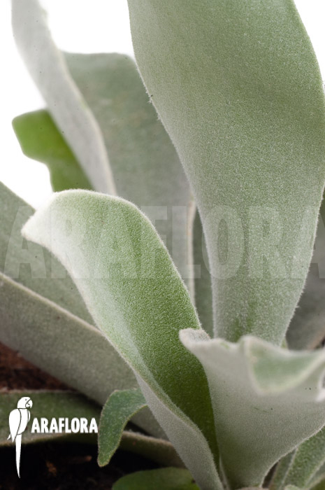 Platycerium veitchii &lsquo;M&rsquo;