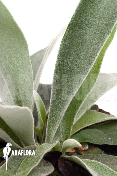 Platycerium veitchii &lsquo;M&rsquo;