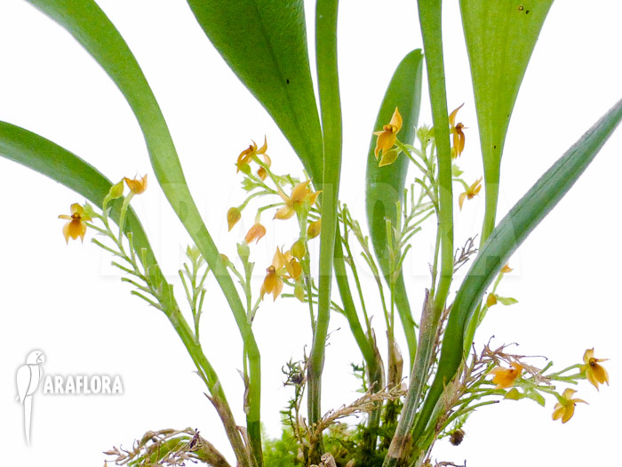 Platystele stenostachya Starter