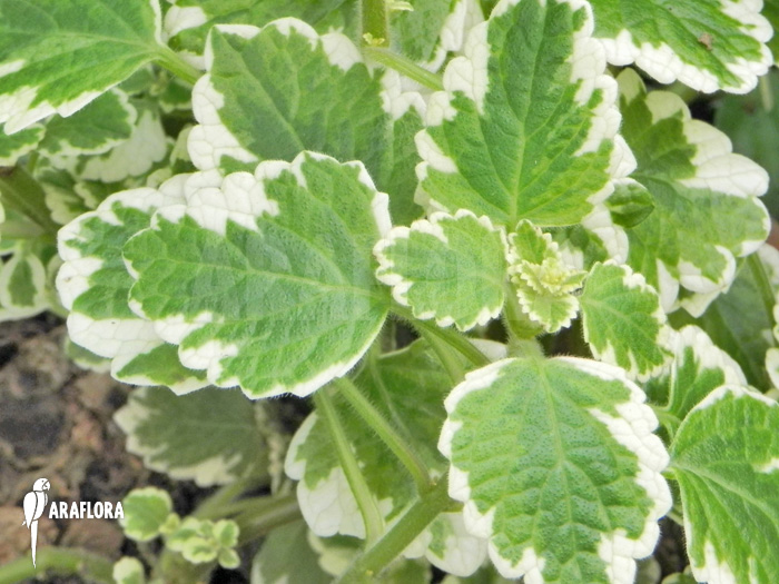 Plectranthus coleoides &lsquo;Variegatus&rsquo;