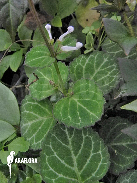Plectranthus oertendahlii