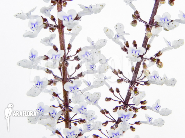 Plectranthus oertendahlii