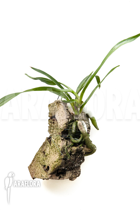 Plectrelminthus caudatus