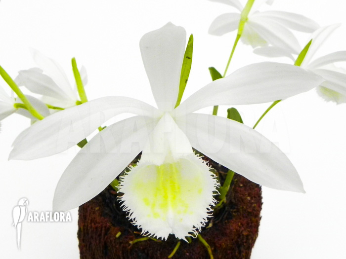 Pleione formosana white