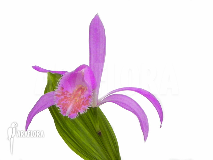 Pleione formosana purple