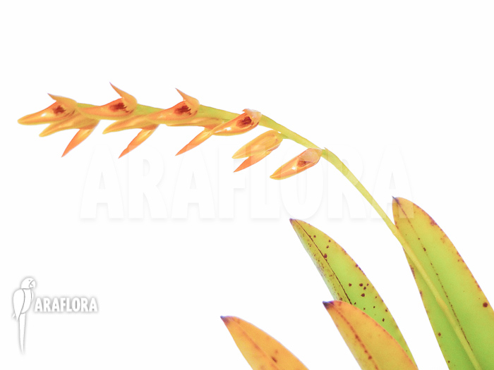 Pleurothallis species &lsquo;Orange&rsquo; &lsquo;L&rsquo;