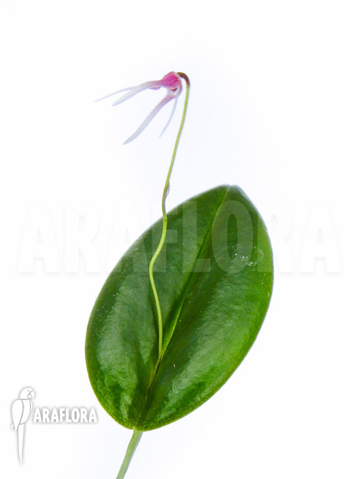 Pleurothalis (syn:Ancipitia) gratiosa