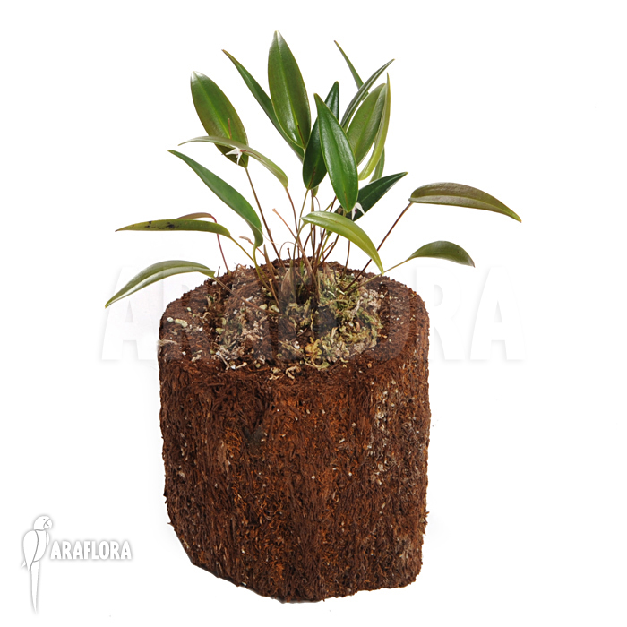 Pleurothallis eumecocaulon