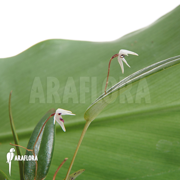 Pleurothallis eumecocaulon