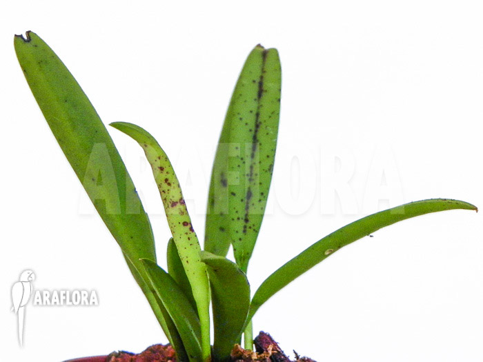 Pleurothallis glumacea