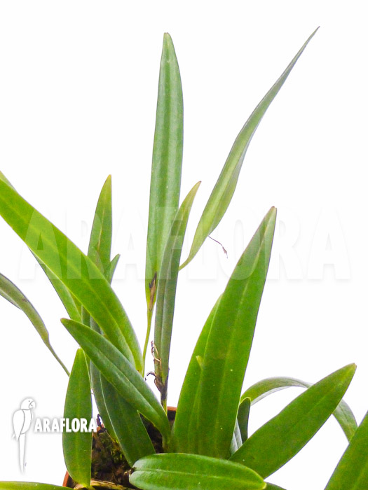 Pleurothallis hemirhoda