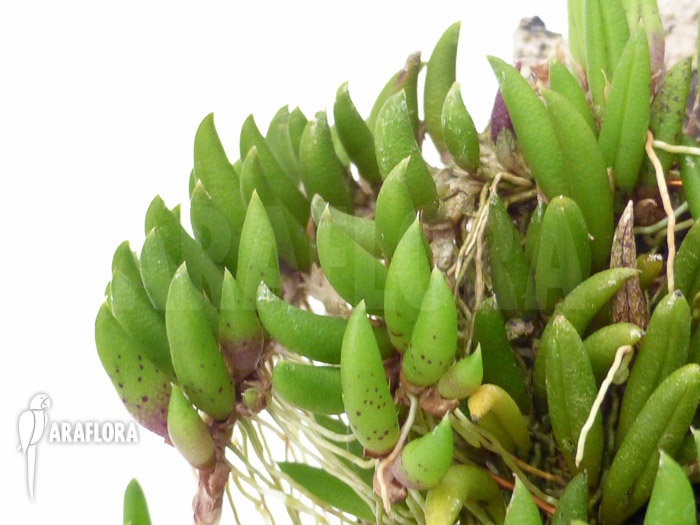 Pleurothallis leptotifolia