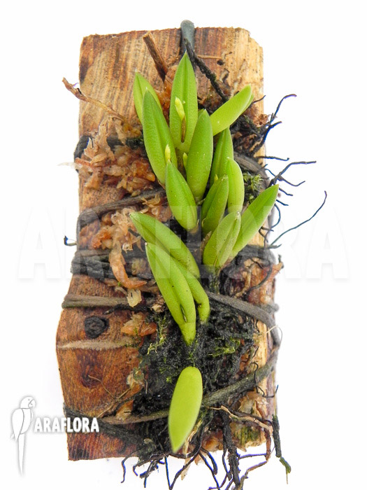 Pleurothallis leptotifolia &lsquo;on wood&rsquo;