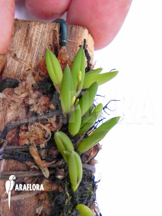 Pleurothallis leptotifolia &lsquo;on wood&rsquo;