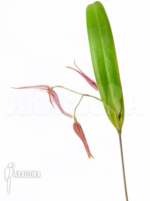 Pleurothallis luctuosa &lsquo;Starter&rsquo;