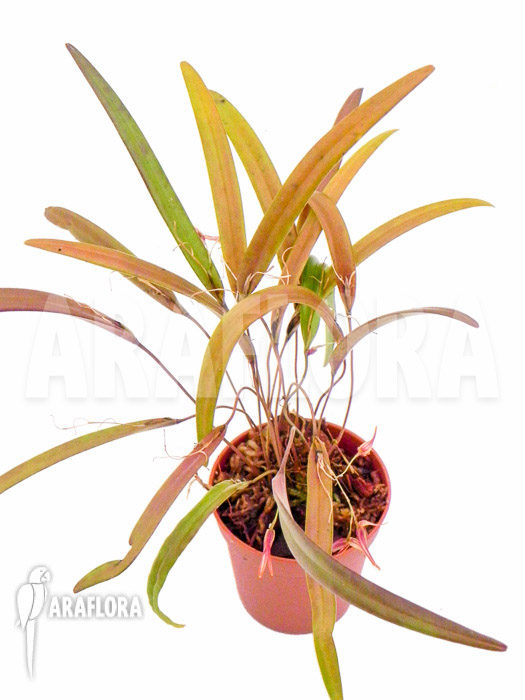 Pleurothallis luctuosa &lsquo;Starter&rsquo;