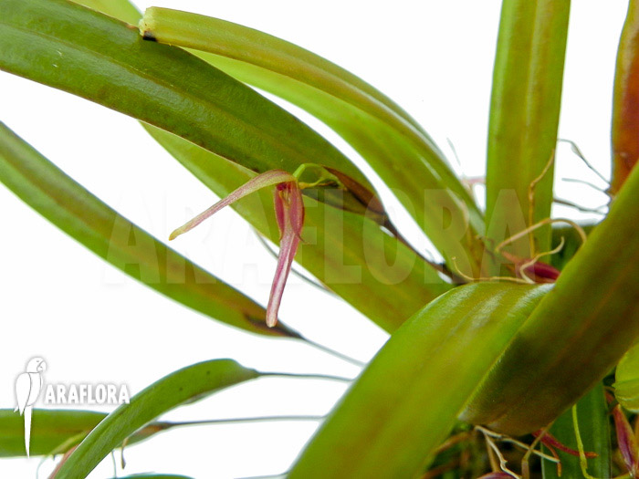 Pleurothallis luctuosa &lsquo;Starter&rsquo;