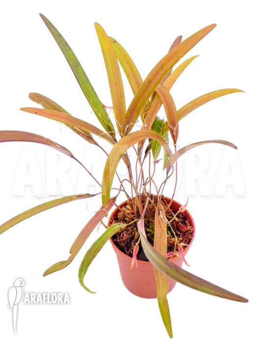 Pleurothallis luctuosa &lsquo;Starter&rsquo;