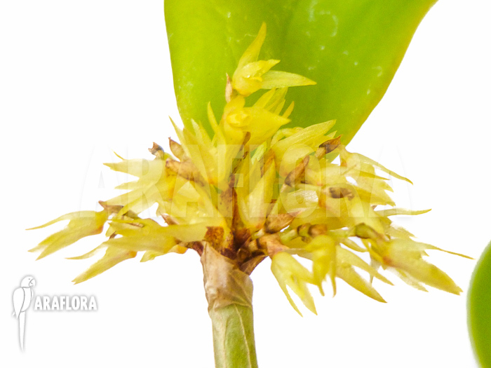 Pleurothallis obovata