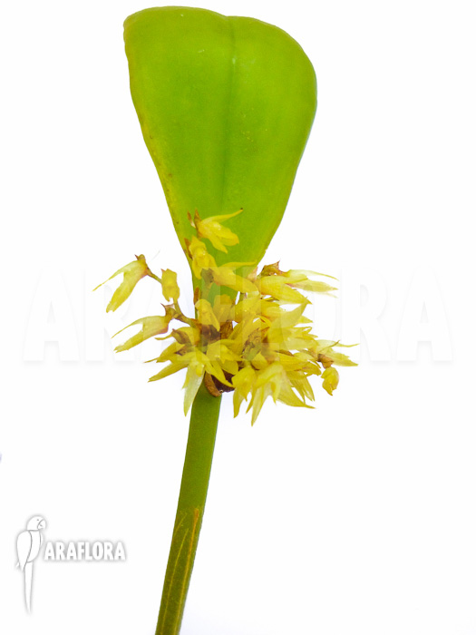 Pleurothallis obovata