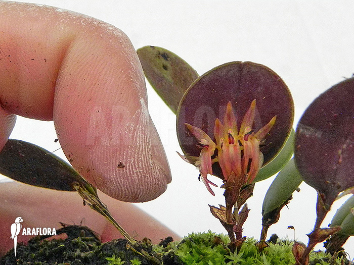 Pleurothallis orbicularis &lsquo;Trichosalpinx orbicularis&rsquo;