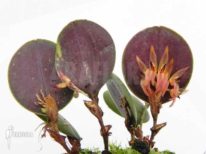 Pleurothallis orbicularis &lsquo;Trichosalpinx orbicularis&rsquo;