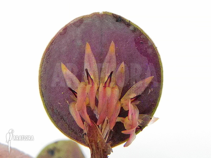 Pleurothallis orbicularis &lsquo;Trichosalpinx orbicularis&rsquo;