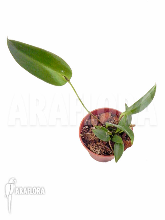Pleurothallis palliolata