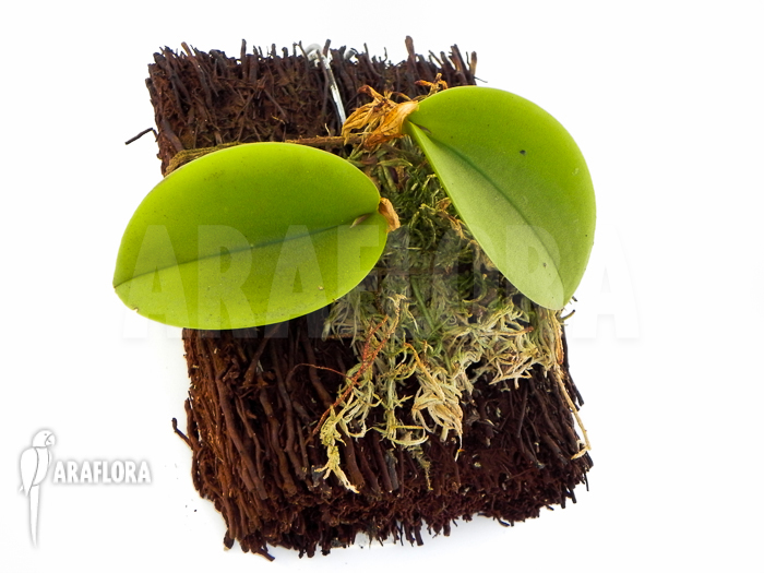 Pleurothallis prolifera