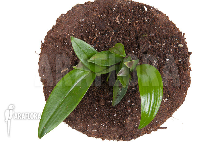 Pleurothallis renieana &lsquo;M&rsquo;