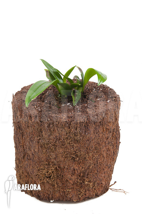 Pleurothallis renieana &lsquo;M&rsquo;