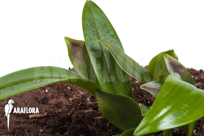 Pleurothallis renieana &lsquo;M&rsquo;