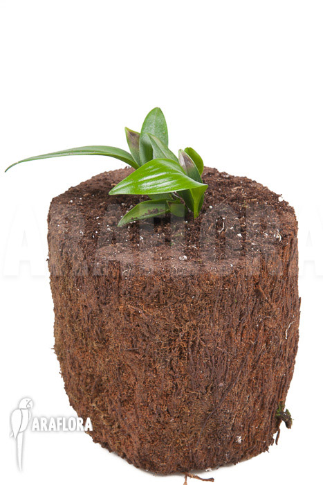 Pleurothallis renieana &lsquo;M&rsquo;