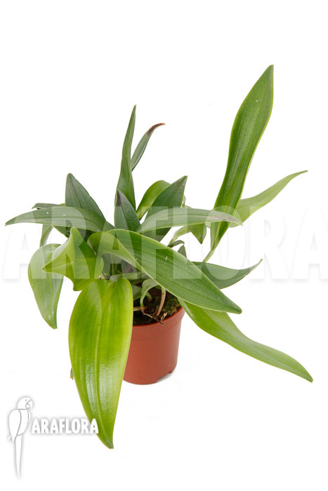 Pleurothallis renieana &lsquo;M&rsquo;