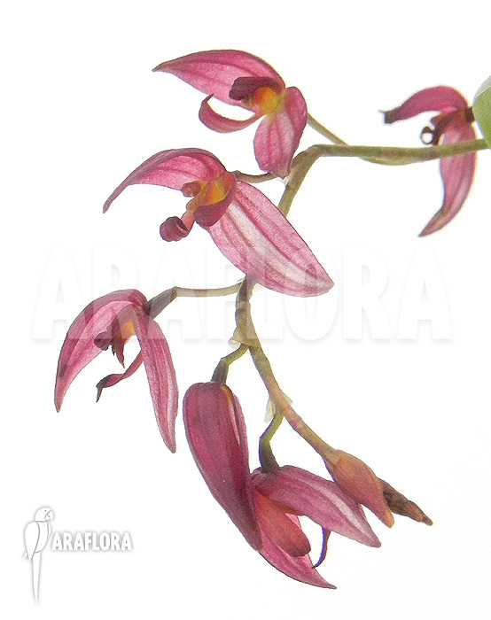 Pleurothallis rowleei