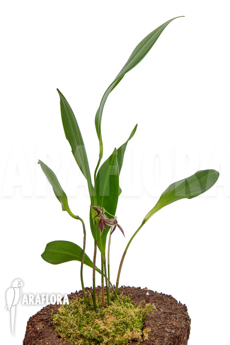 Pleurothallis secunda