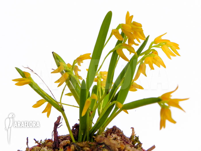 Pleurothallis sonderiana Starter