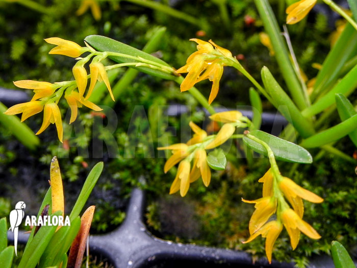 Pleurothallis sonderiana Starter