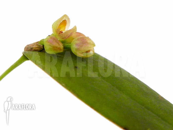 Pleurothallis tridentata