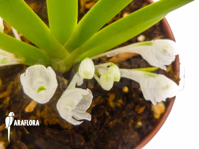 Podangis dactyloceras