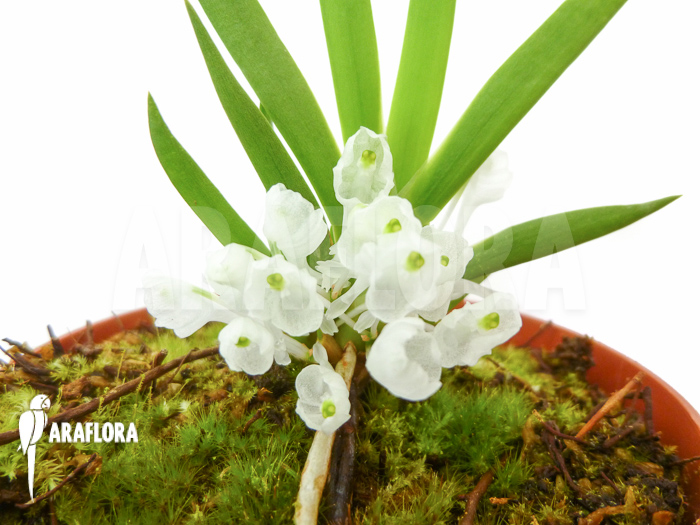 Podangis dactyloceras Flower