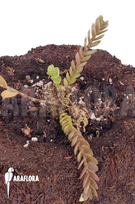 Podochilus muricatus