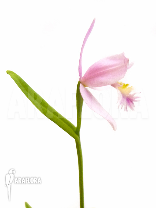 Pogonia ophioglossoides