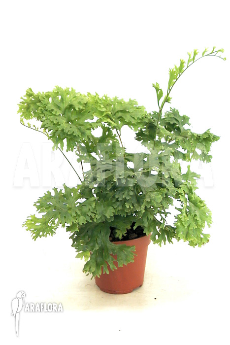 Polypodium fallax