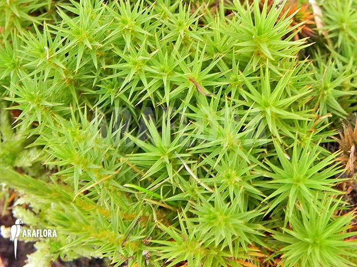 Polytrichum formosum &lsquo;Star mos&rsquo;
